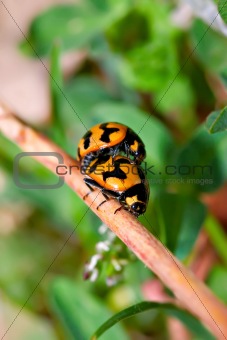 ladybirds mating