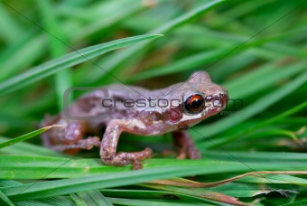 little red eyed frog in grass