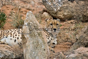 cheetah in rocks
