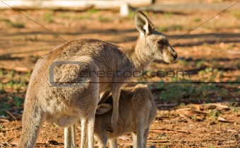 mother kangaroo and joey