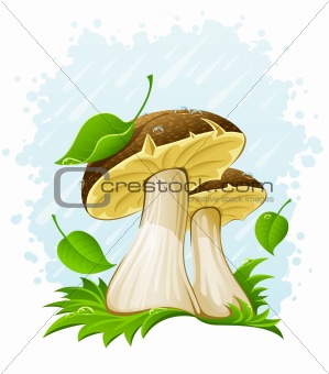 mushrooms with green leaf in grass under the rain