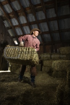 Man in Barn Moving Bales of Hay