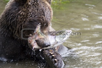 bear and fish