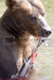 bear and salmon