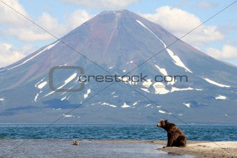 Bear and a volcano