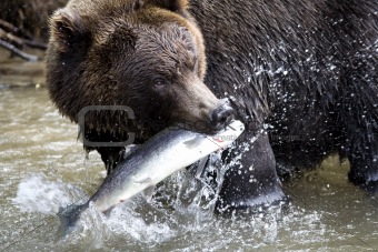 Brown bear and fish