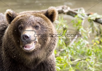 Smile of a bear