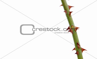 Branch with thorns isolated on white