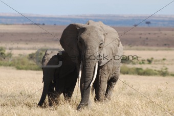Elephant baby in safari desert