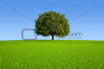 Single Tree 