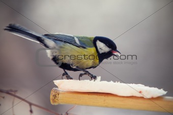 tomtit eating fat on a birdfeeder