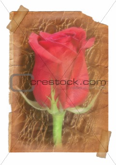 Page with Rose flower - vintage effect