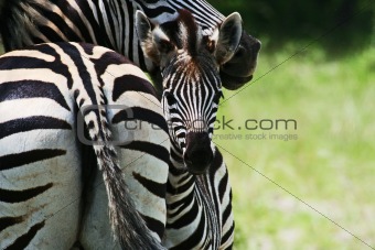 zebra baby with mother