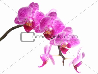 purplr orchid on white
