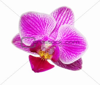 orchid flower on white