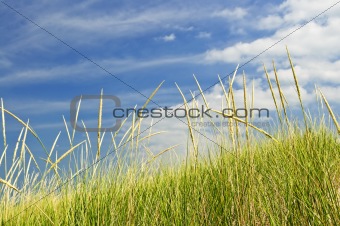 Tall grass on sand dunes