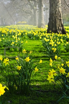 Daffodils in St. James's Park