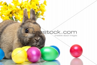 Easter bunny sitting beside colorful Easter eggs and daffodill.