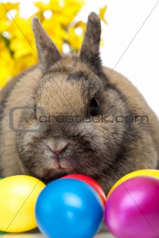 Easter bunny sitting beside colorful Easter eggs and daffodil.