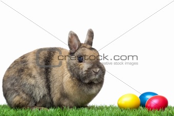 Easter bunny sitting in green meadow with colorful Easter eggs