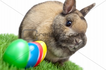Easter bunny in green spring meadow with colored Easter eggs 