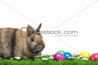 Easter bunny sitting in flower meadow with Easter eggs and margerites. 