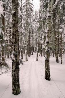 Ski track in the forest