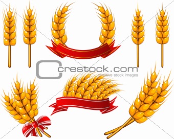 Collection of design elements. Wheat