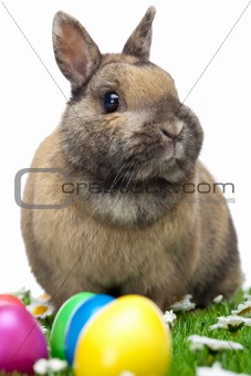 Easter bunny sitting in flower meadow with Easter eggs