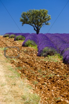 lavender field with a tree, Provence, France