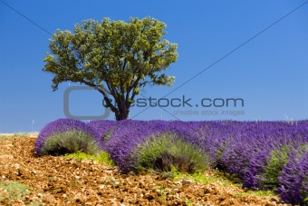 lavender field with a tree, Provence, France