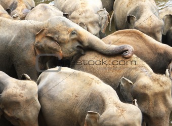 Elephant at pinawala, sri lanka