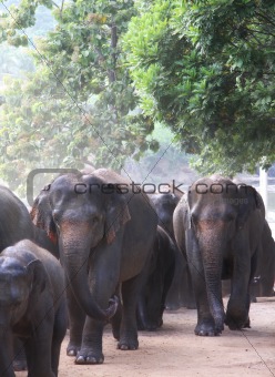 Elephant walk, sri lanka