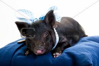Tired Pig lying down