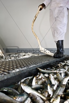 Worker looking at fish selection
