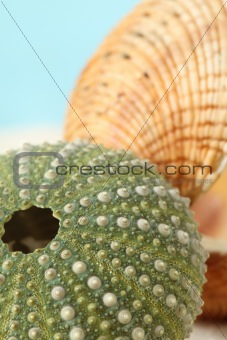 Green sea urchin and clam shell