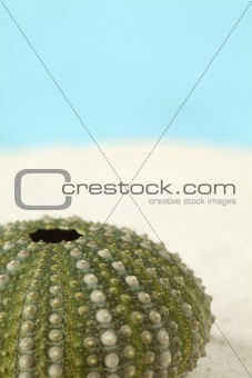Green sea urchin on a sand