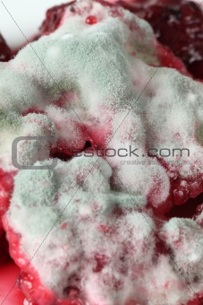 Mold on compote