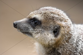 Meerkat in side angle view