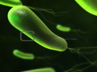 heliobacter