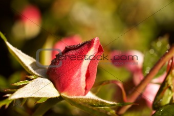 rosebud in the morning