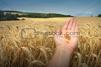 Grain and hand