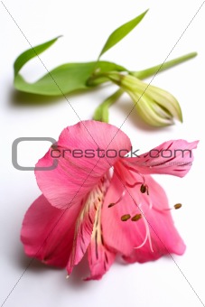 Pink lilie