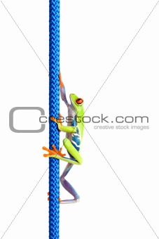 frog climbing up rope isolated on white