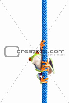 frog on a rope isolated white