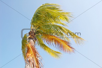 Windy palm