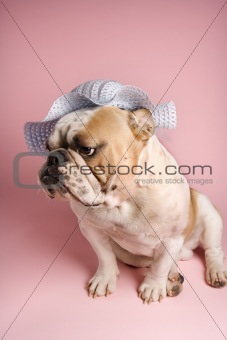 English Bulldog on pink background wearing a  bonnet.