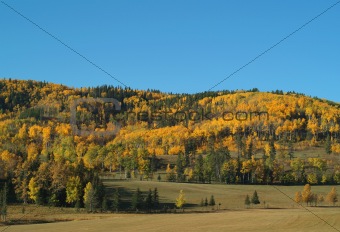 Fall colors in the Alberta foothills