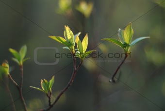 Green leaves sprouting in spring