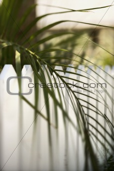 Palm leaf over fence on Bald Head Island, North Carolina.